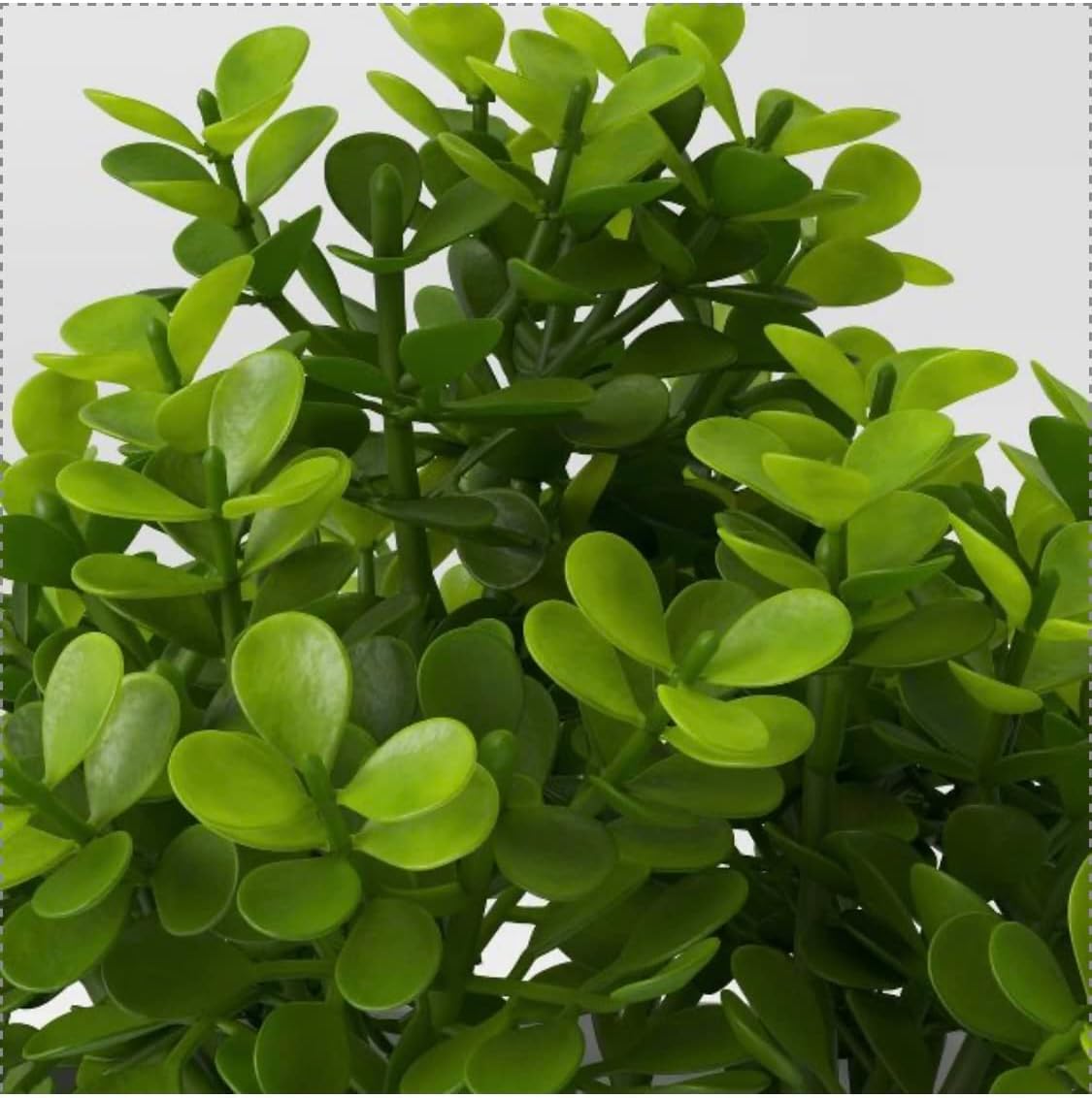 Small Boxwood Plant