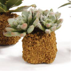 Succulent Drop-In 5.5"