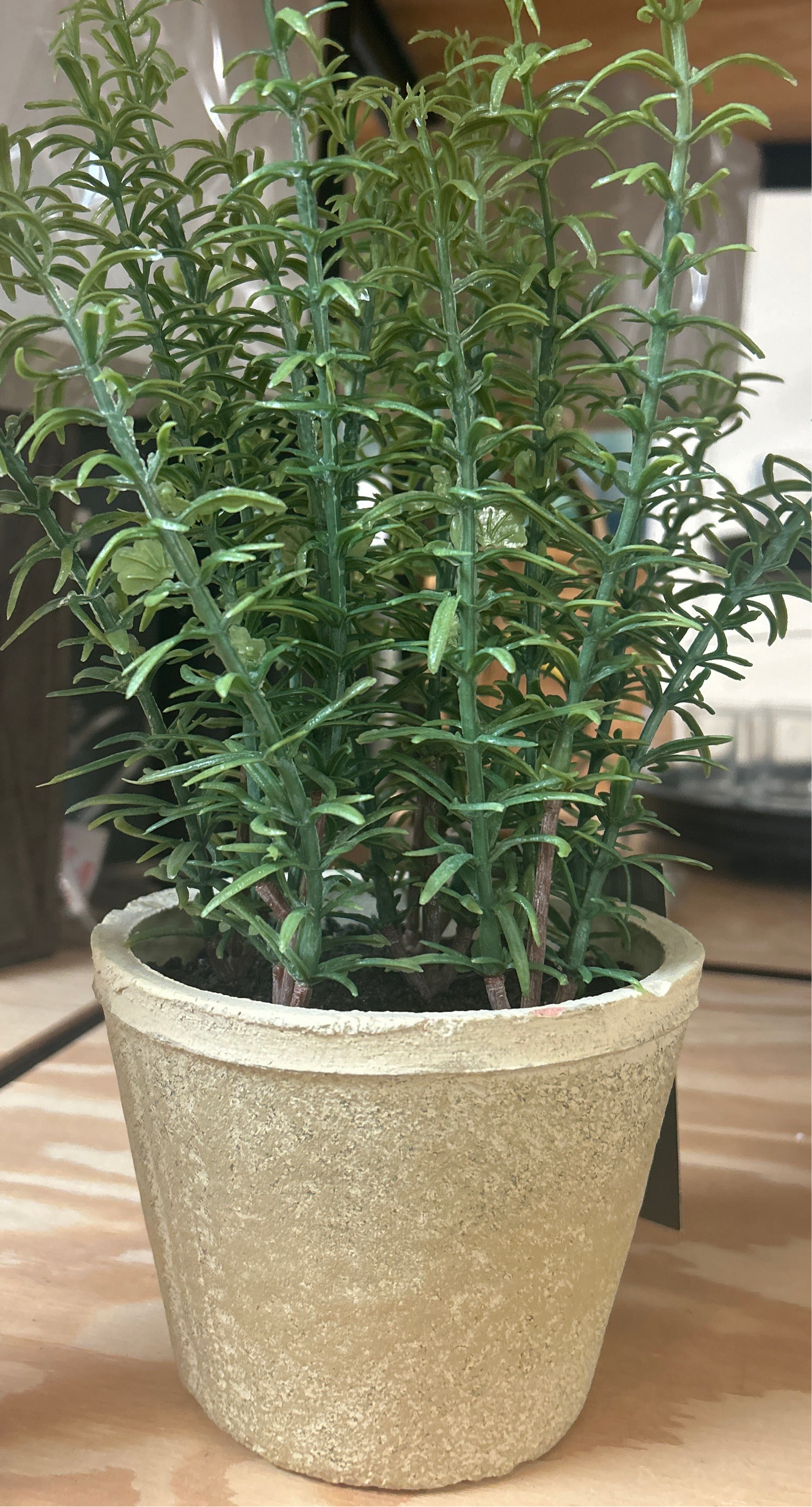 Faux Rosemary - Threshold Plant