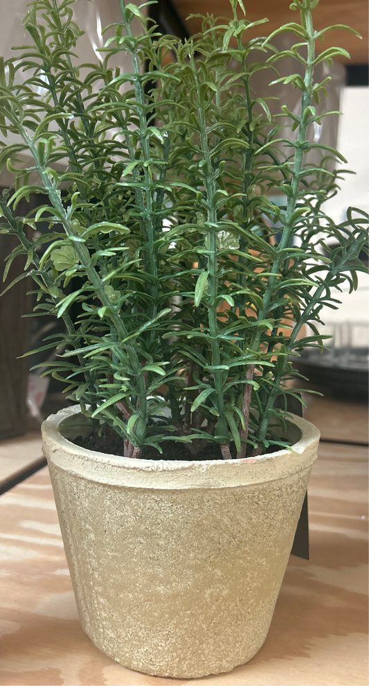 Faux Rosemary - Threshold Plant
