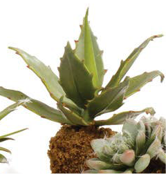 Succulent Drop-In 5.5"
