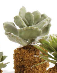 Succulent Drop-In 5.5"