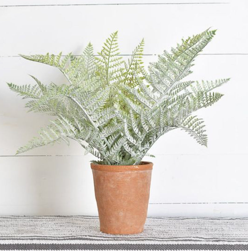 Fern In Pot