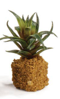 Succulent Drop-In 5.5"