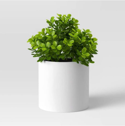 Small Boxwood Plant